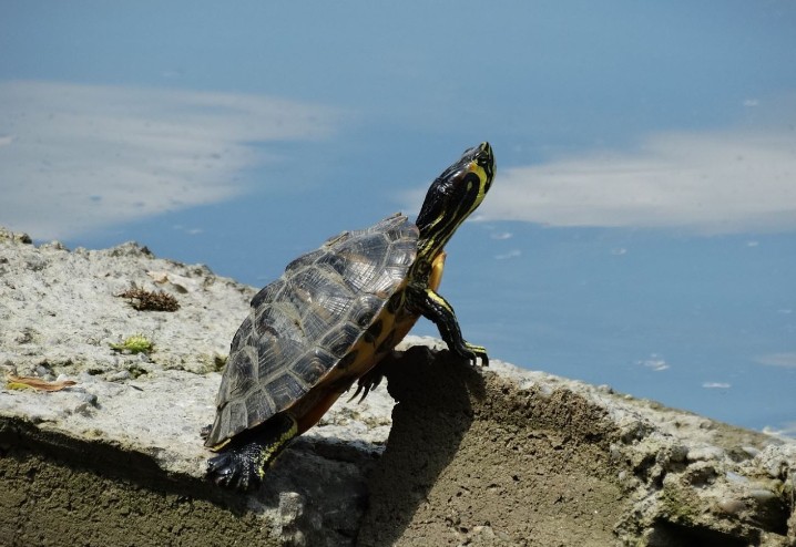 32 Traumdeutung Schildkröten