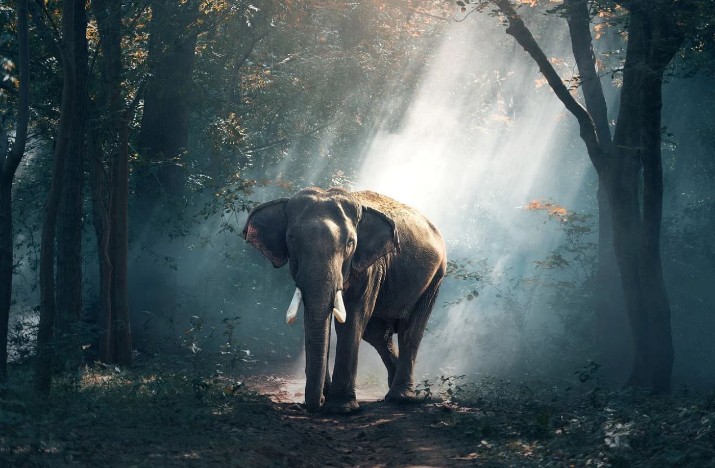 25 Traumdeutung Elefanten
