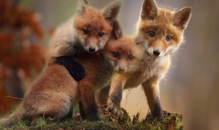 Traumdeutung Fuchs