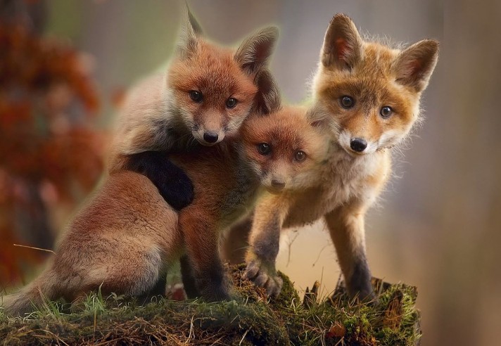 Traumdeutung Fuchs: 29 verwandte Bedeutungen