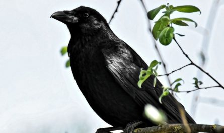 Traumdeutung Krahen