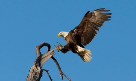Traumdeutung Adler - 39 Bedeutungen und Interpretationen