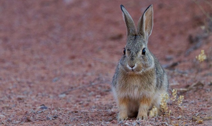 Traumdeutung Kaninchen - 31 Bedeutungen und Interpretationen