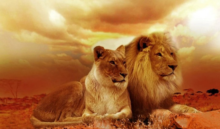 Traumdeutung Löwe - 43 Bedeutungen und Interpretationen