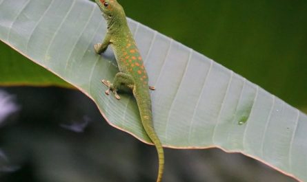 Traumdeutung von Eidechsen - 31 Bedeutungen und Interpretationen