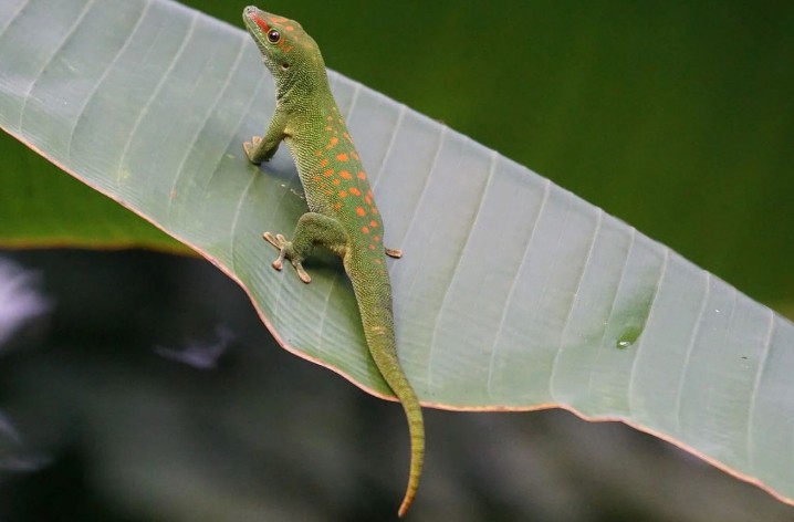 Traumdeutung von Eidechsen – 31 Bedeutungen und Interpretationen