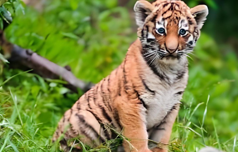 Traumdeutung Tiger – 35 Bedeutungen und Interpretationen