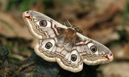 Traumdeutung: Motten - 24 Bedeutungen und Interpretationen