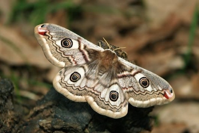 Traumdeutung: Motten – 24 Bedeutungen und Interpretationen