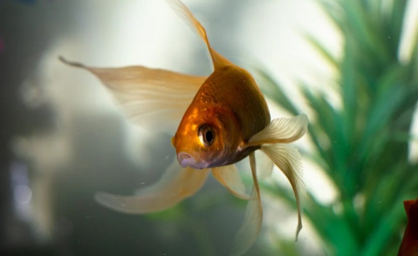 Traumdeutung Goldfisch – 19 Bedeutungen und Interpretationen