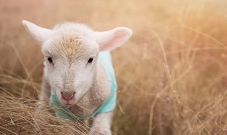 Traumdeutung Schaf - 33 Bedeutungen und Interpretationen