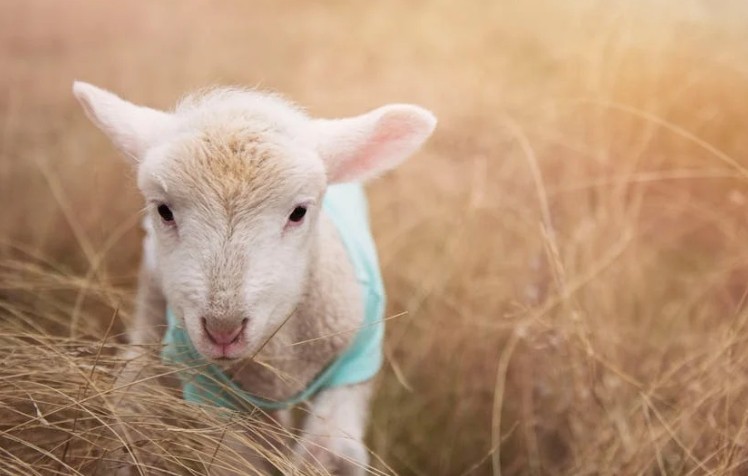 Traumdeutung Schaf - 33 Bedeutungen und Interpretationen