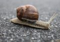 Traumdeutung Schnecke - 14 Bedeutungen und Interpretationen