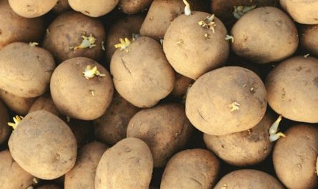 Traumdeutung Kartoffeln - 22 Bedeutungen und Interpretationen