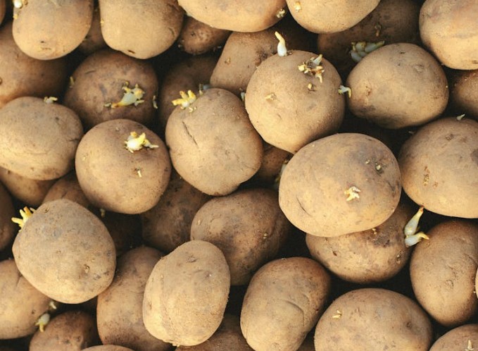 Traumdeutung Kartoffeln – 22 Bedeutungen und Interpretationen