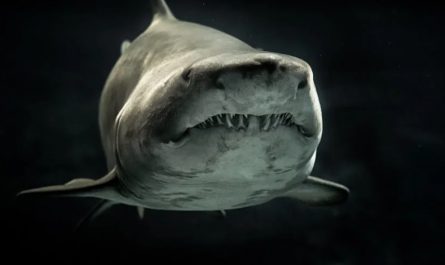 Traumdeutung von Haien - 28 Bedeutungen und Interpretationen