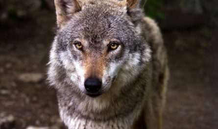 Traumdeutung der Wölfe - 49 Bedeutungen und Interpretationen