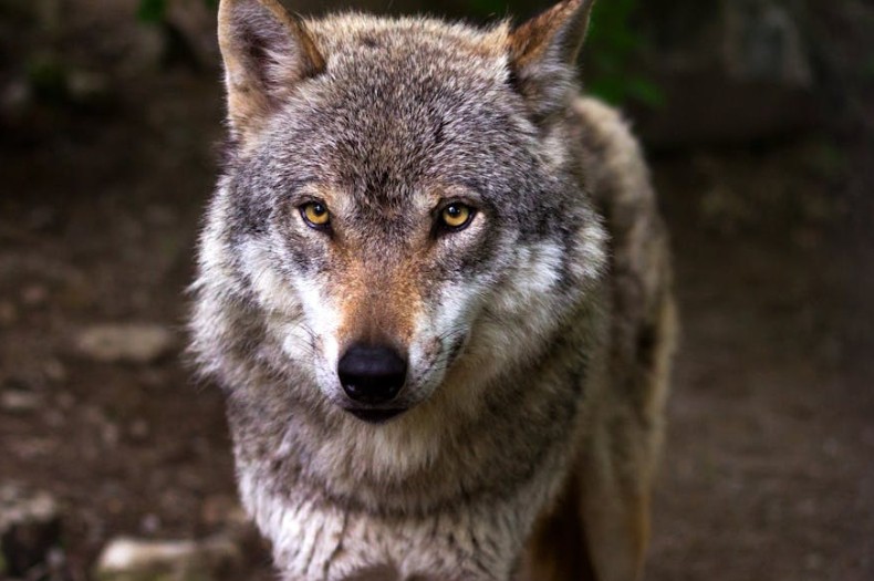 Traumdeutung der Wölfe – 49 Bedeutungen und Interpretationen