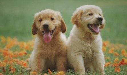 Traumdeutung Hunde - 49 Bedeutungen und Interpretationen