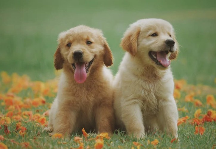 Traumdeutung Hunde – 49 Bedeutungen und Interpretationen