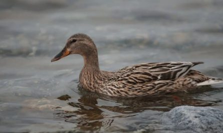 Traumdeutung von Enten - 27 Bedeutungen und Interpretationen
