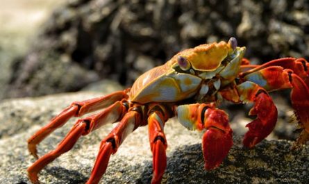 Traumdeutung von Krabben - 28 Bedeutungen und Interpretationen