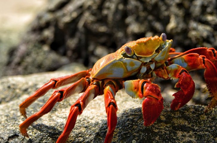 Traumdeutung von Krabben - 28 Bedeutungen und Interpretationen