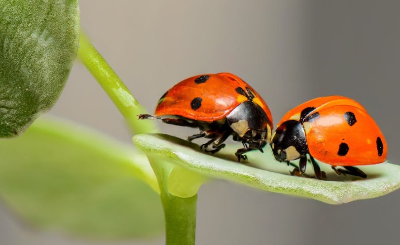 Traumdeutung von Insekten – 49 Bedeutungen und Interpretationen