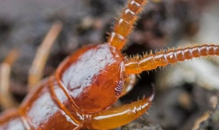 Traumdeutung von Hundertfüßern - 20 Bedeutungen und Interpretationen