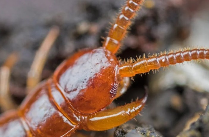 Traumdeutung von Hundertfüßern - 20 Bedeutungen und Interpretationen