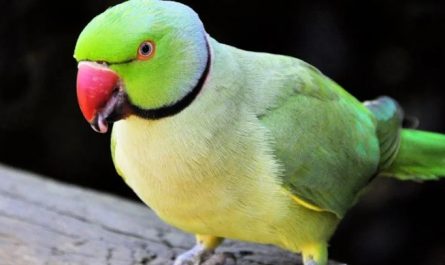 Traumdeutung von Papageien - 23 Bedeutungen und Interpretationen