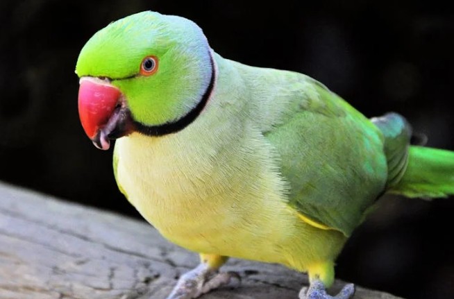 Traumdeutung von Papageien - 23 Bedeutungen und Interpretationen