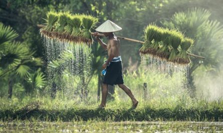 Traumdeutung von Reis – 18 Bedeutungen und Interpretationen