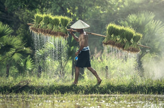 Traumdeutung von Reis – 18 Bedeutungen und Interpretationen