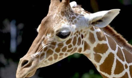 Traumdeutung einer Giraffe – 23 Bedeutungen und Interpretationen