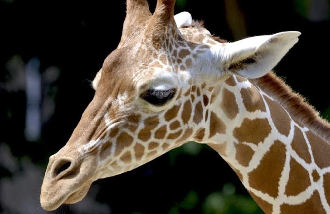 Traumdeutung einer Giraffe – 23 Bedeutungen und Interpretationen