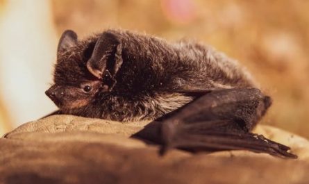 Traumdeutung mit der Fledermaus – 16 Bedeutungen und Interpretationen