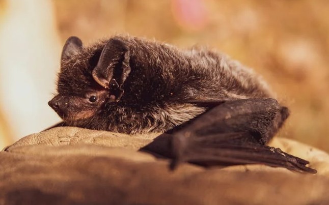 Traumdeutung mit der Fledermaus – 16 Bedeutungen und Interpretationen