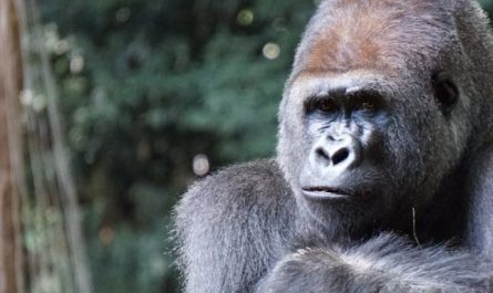 Traumdeutung eines Gorillas – 14 Bedeutungen und Interpretationen