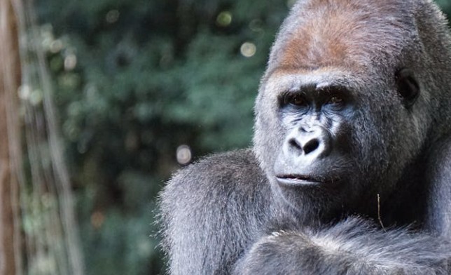 Traumdeutung eines Gorillas – 14 Bedeutungen und Interpretationen