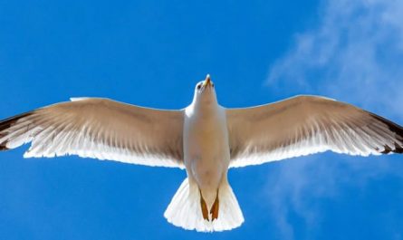 Traumdeutung von Möwen – 21 Bedeutungen und Interpretationen