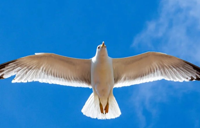 Traumdeutung von Möwen – 21 Bedeutungen und Interpretationen