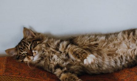 Traumdeutung im Schlaf – 28 Bedeutungen und Interpretationen