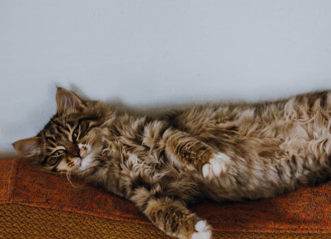 Traumdeutung im Schlaf – 28 Bedeutungen und Interpretationen