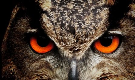 Traumdeutung der Eulen – 45 Bedeutungen und Interpretationen