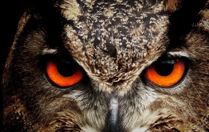 Traumdeutung der Eulen – 45 Bedeutungen und Interpretationen