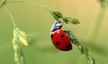 Traumdeutung von Insekten – 30 Bedeutungen und Interpretationen