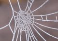 Traumdeutung von Spinnennetzen