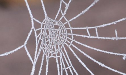 Traumdeutung von Spinnennetzen