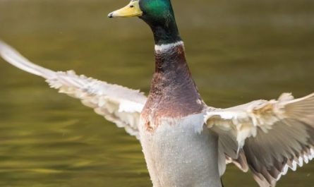 Traumdeutung: Vorstellungsgespräch